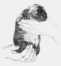 early_neurological_stimulation_en_img_1s